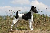 FOX TERRIER POIL LISSE 202